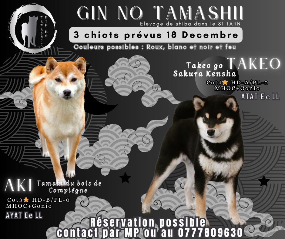 chiot Shiba Go Gin No Tamashii