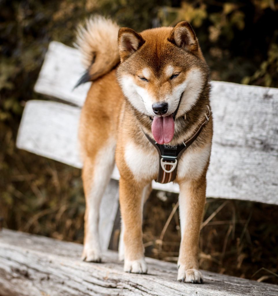 Velvet yato Go Inari Kitsuken