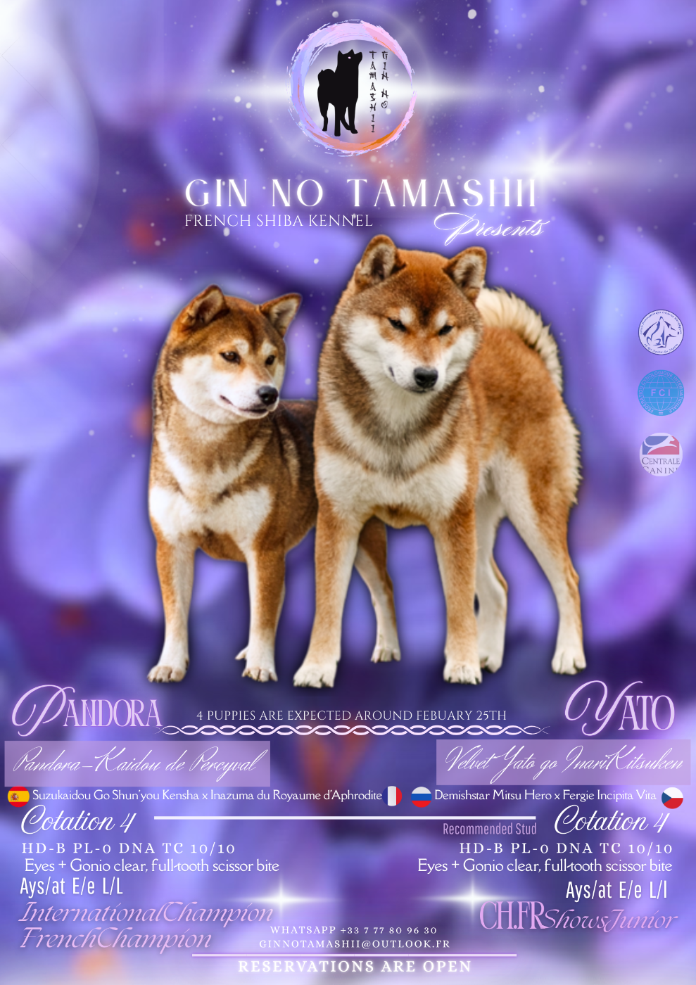 Gestation Pandora x Yato confirmée