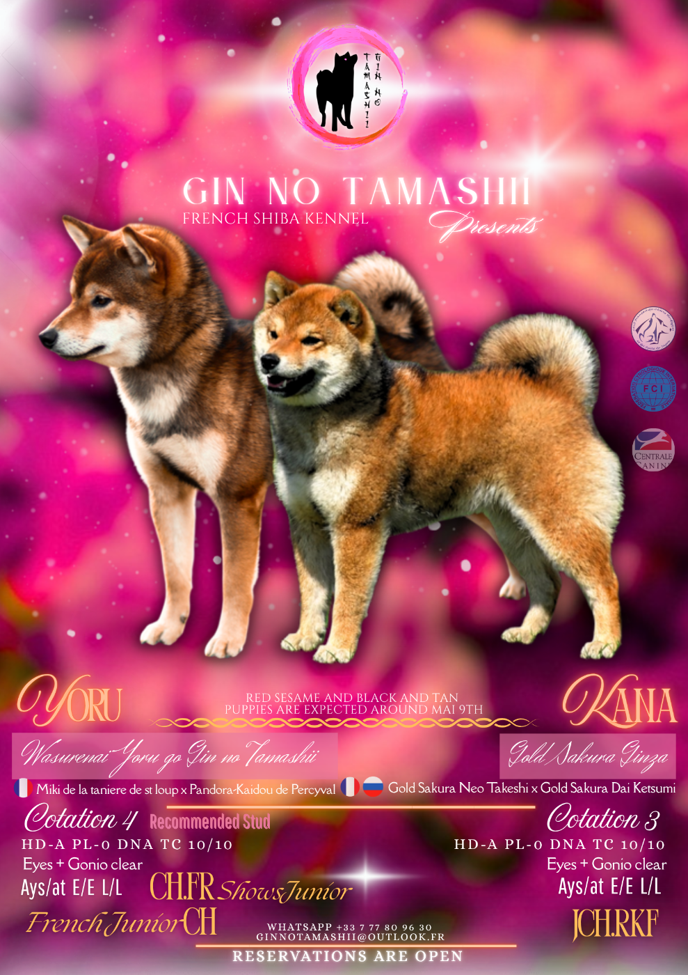 Gestation Kana x Yoru confirmée