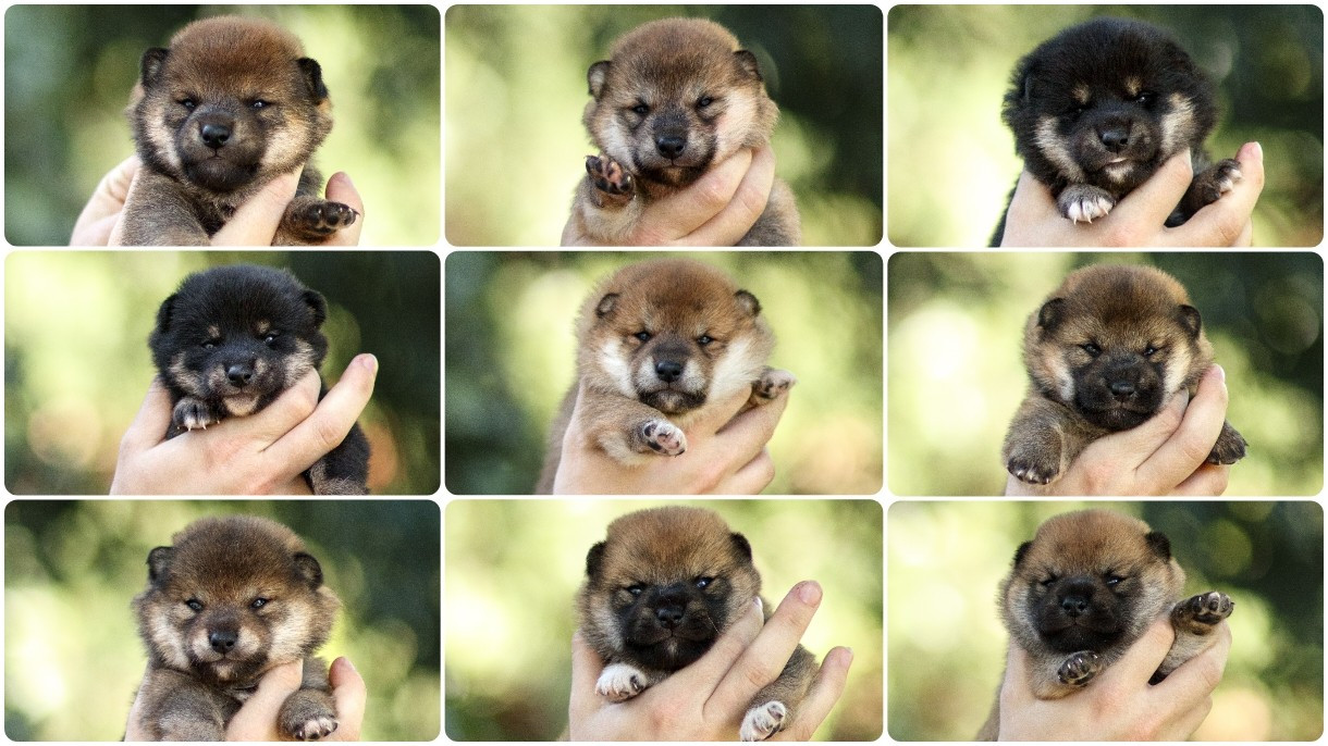 Les chiots de Kira et Kana sont nés !