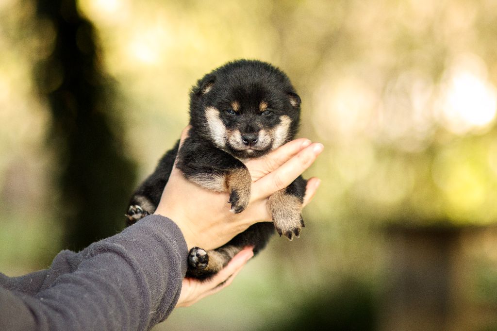 Go Gin No Tamashii - Chiots disponibles - Shiba