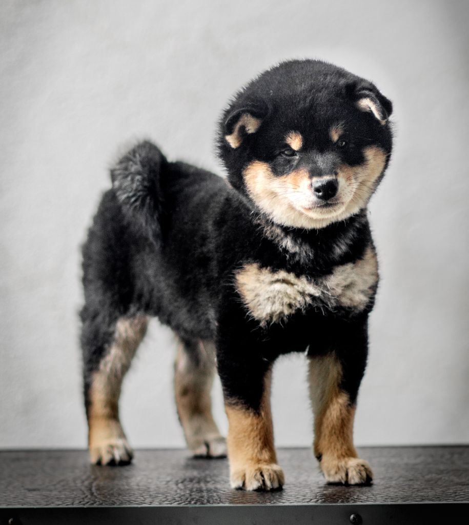 Go Gin No Tamashii - Chiots disponibles - Shiba