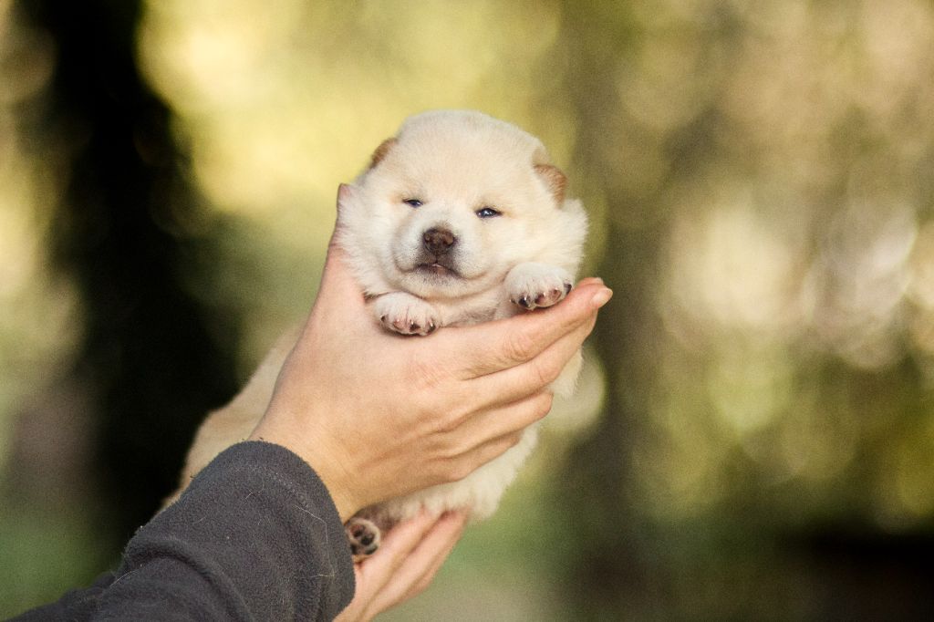 Go Gin No Tamashii - Chiots disponibles - Shiba