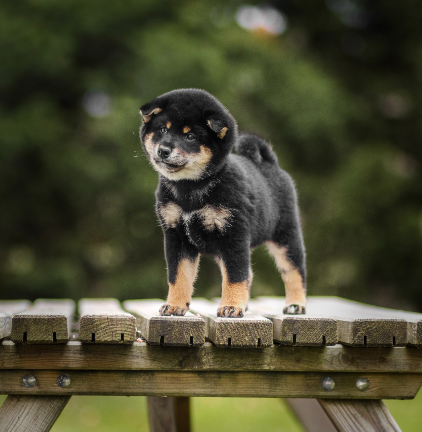 Go Gin No Tamashii - Chiots disponibles - Shiba