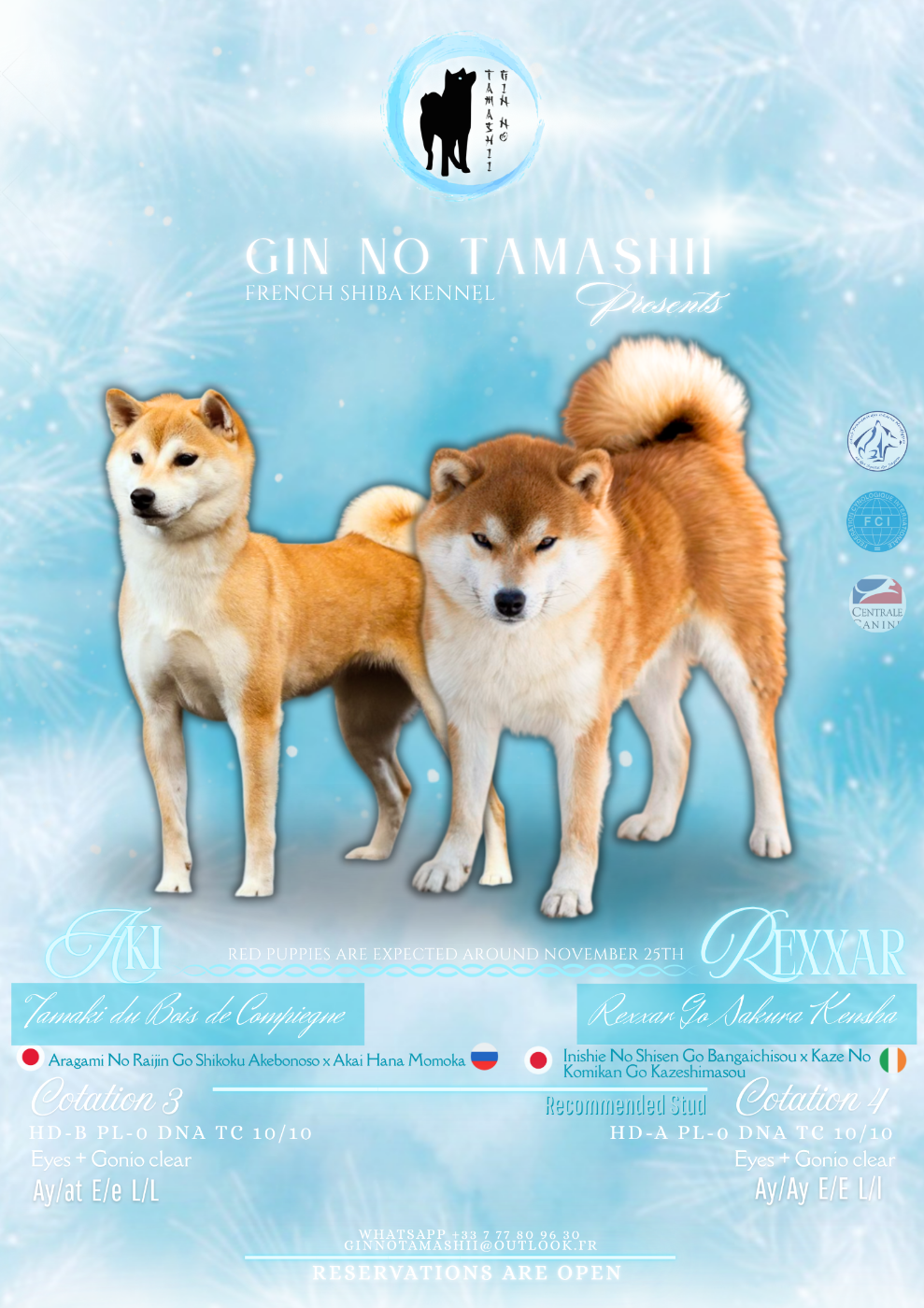 Go Gin No Tamashii - Shiba - Portée née le 27/11/2025