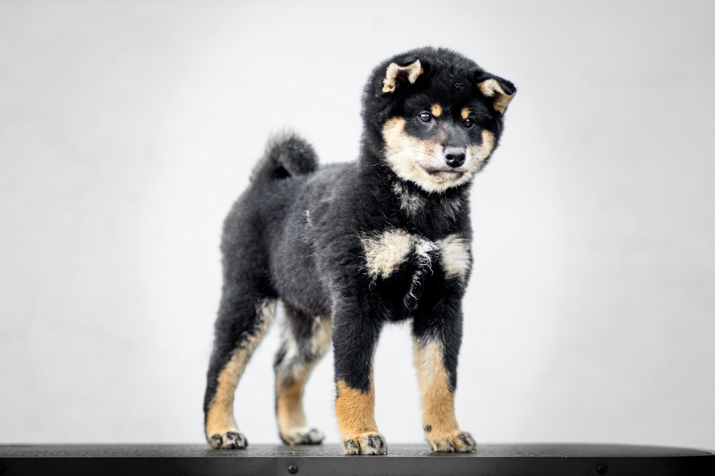 Go Gin No Tamashii - Chiots disponibles - Shiba