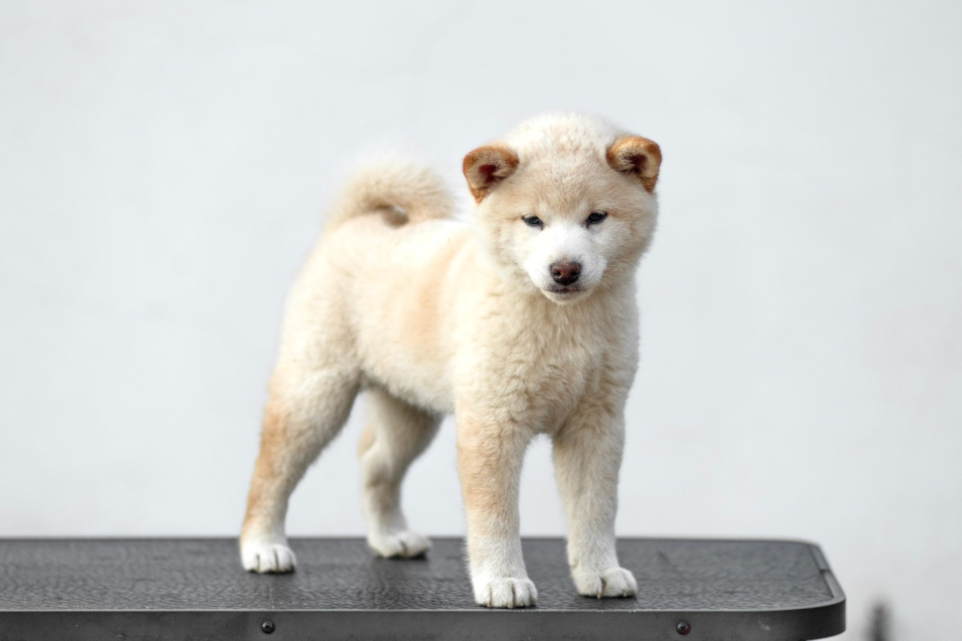Go Gin No Tamashii - Chiots disponibles - Shiba