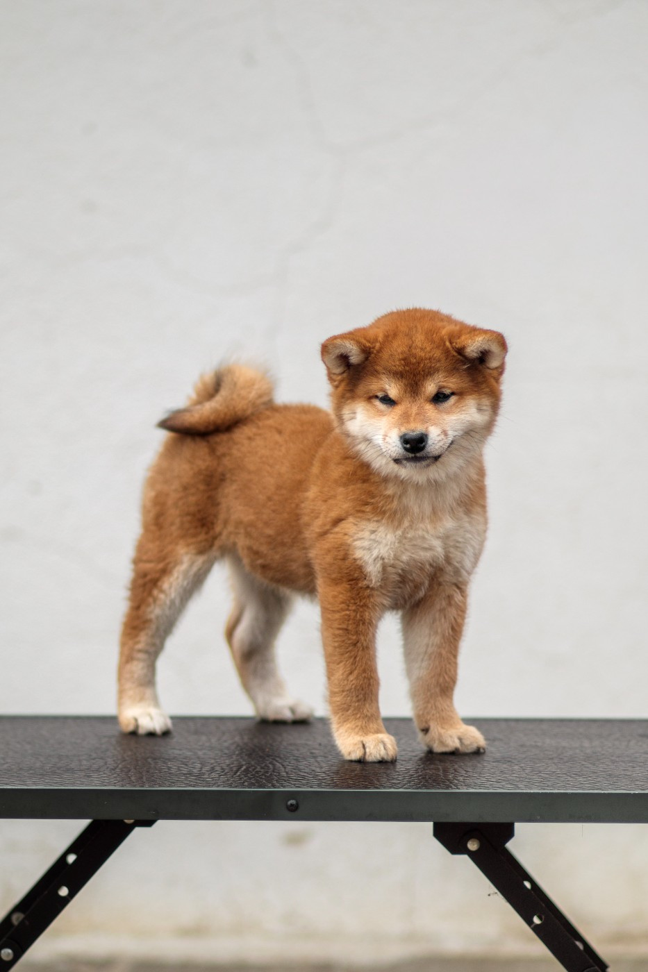 Go Gin No Tamashii - Chiots disponibles - Shiba