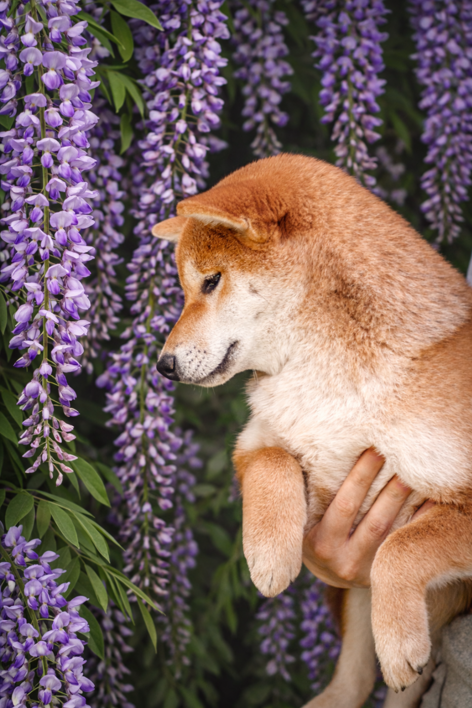 Chiot Shiba Go Gin No Tamashii
