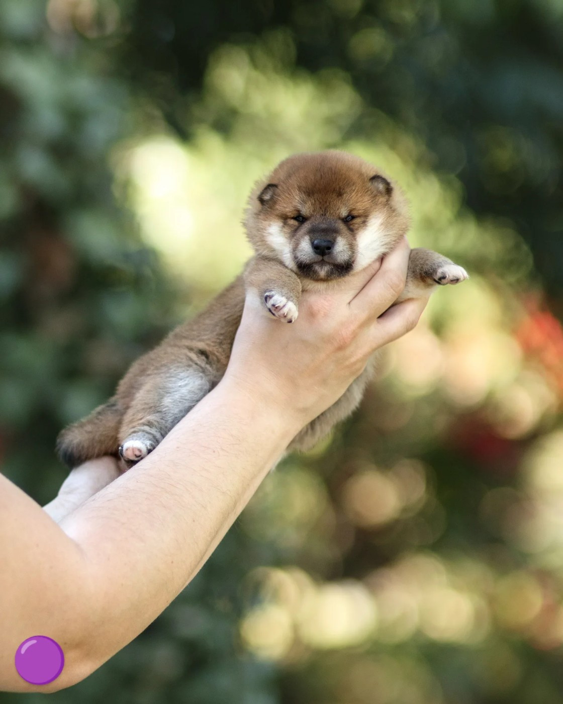 Go Gin No Tamashii - Chiots disponibles - Shiba