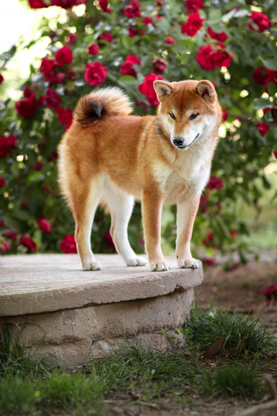 Go Gin No Tamashii - Chiots disponibles - Shiba