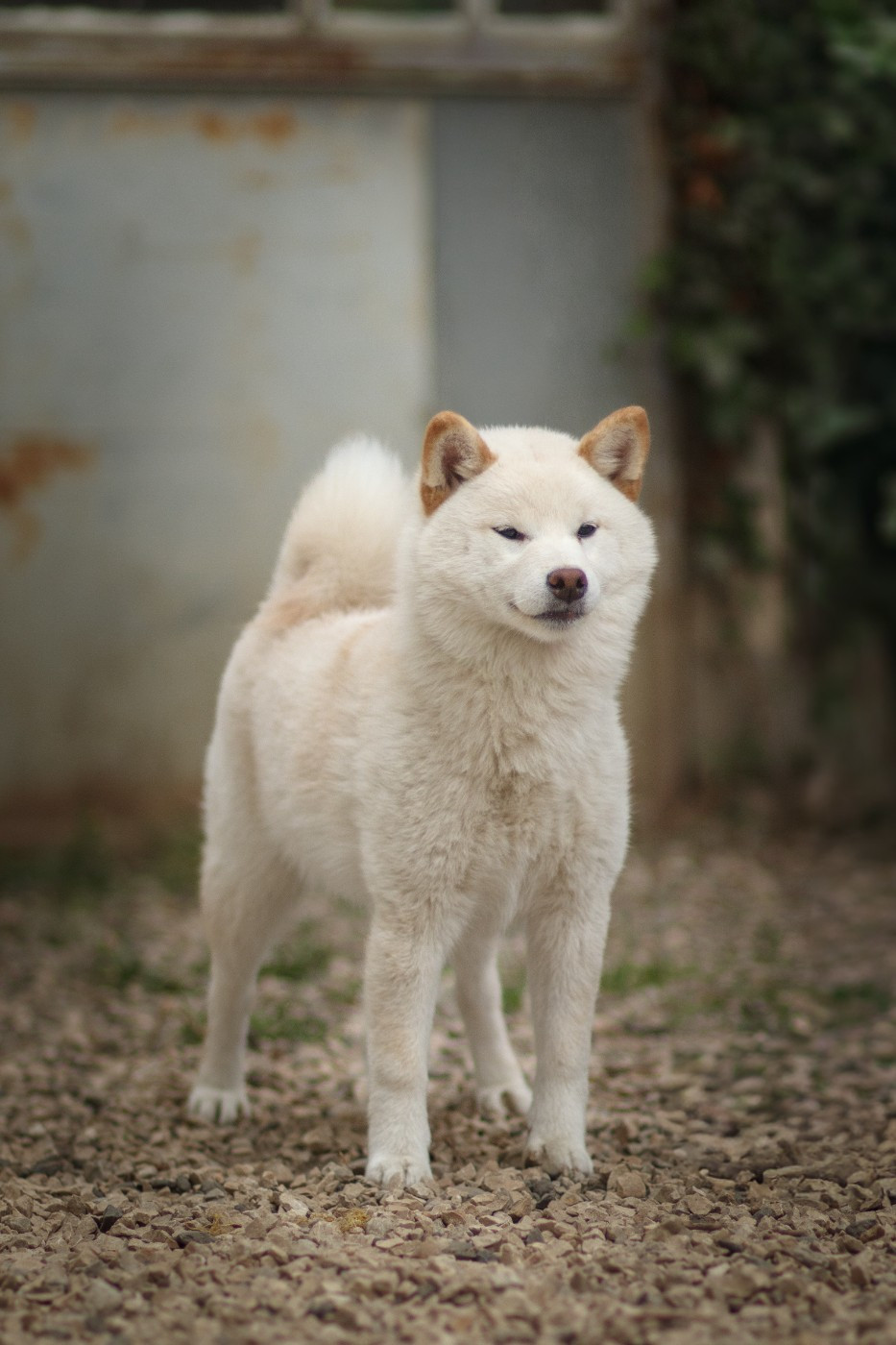 Go Gin No Tamashii - Chiots disponibles - Shiba
