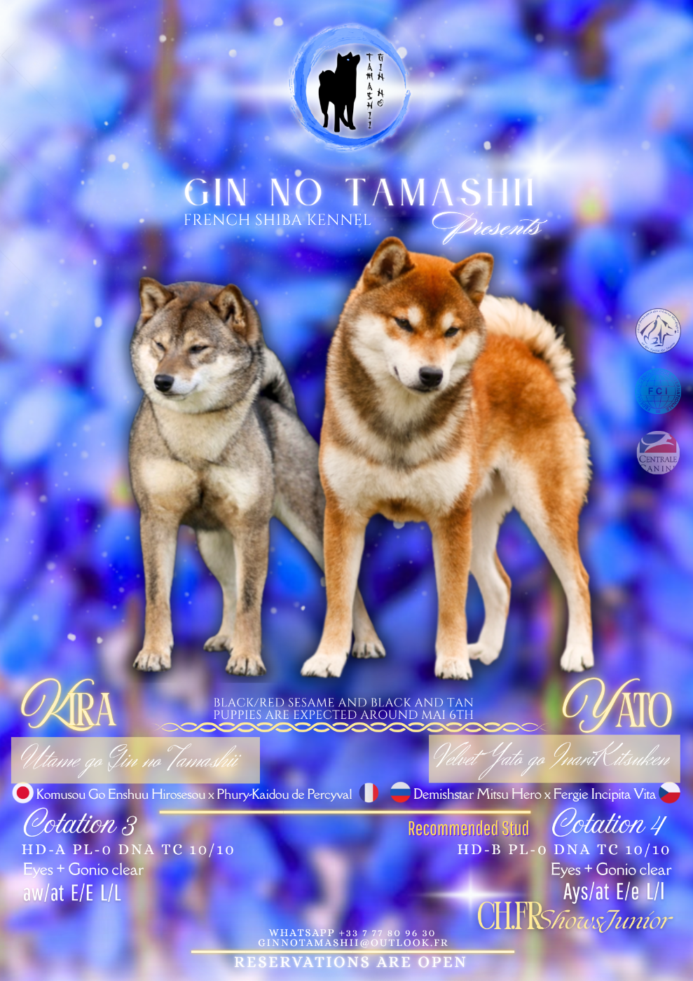 Go Gin No Tamashii - Shiba - Portée née le 07/05/2026
