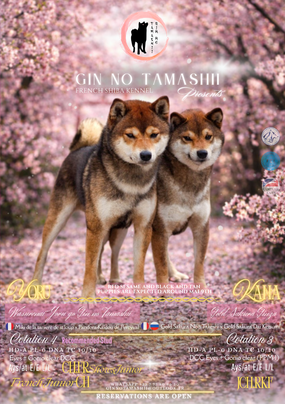 Go Gin No Tamashii - Shiba - Portée née le 11/05/2026