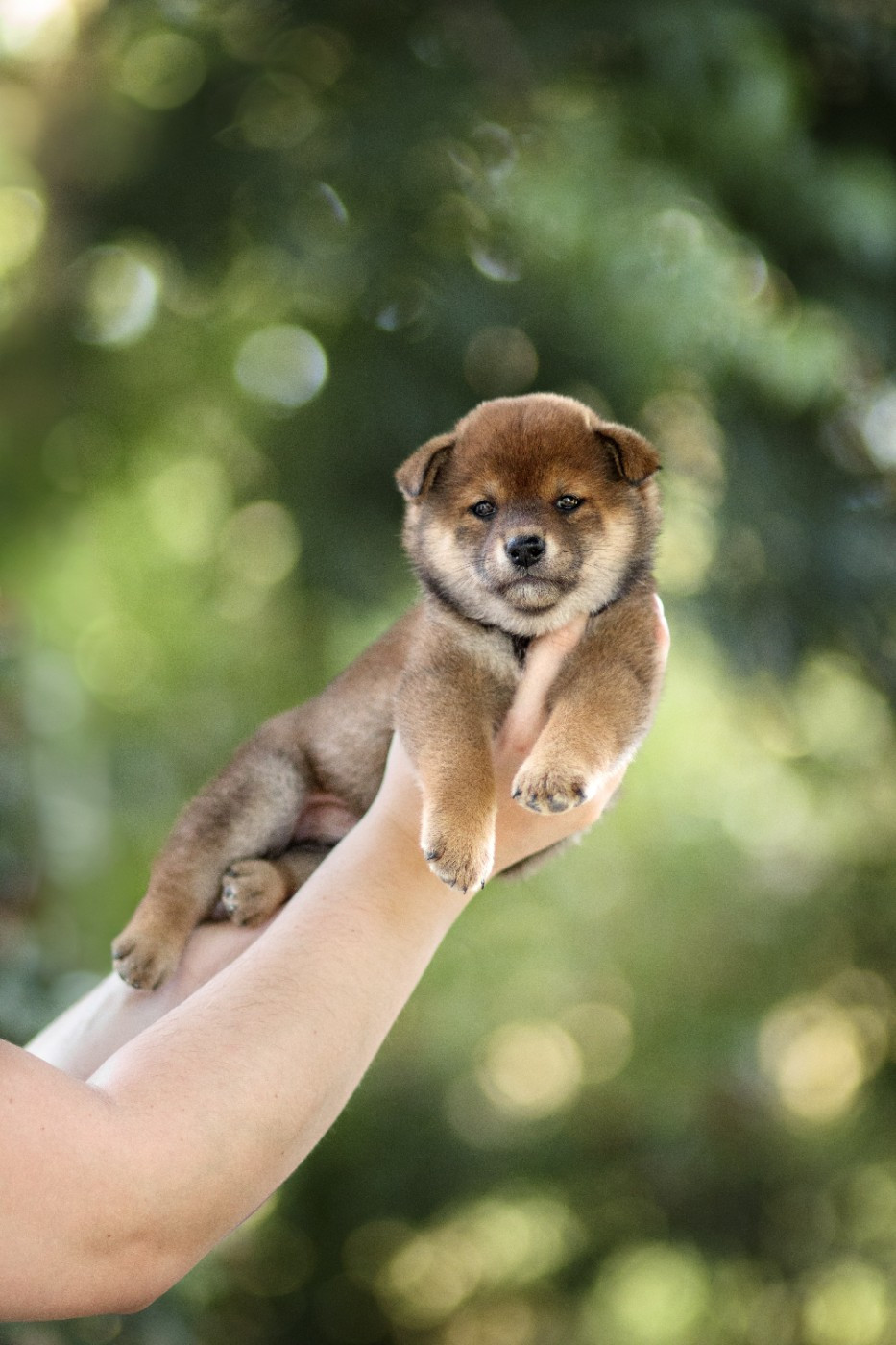 Go Gin No Tamashii - Chiots disponibles - Shiba