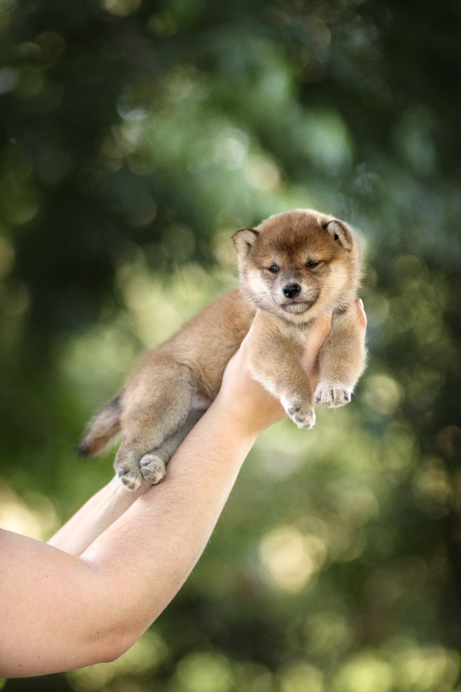 Go Gin No Tamashii - Chiots disponibles - Shiba