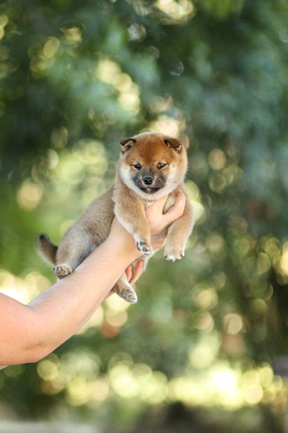 Go Gin No Tamashii - Chiots disponibles - Shiba