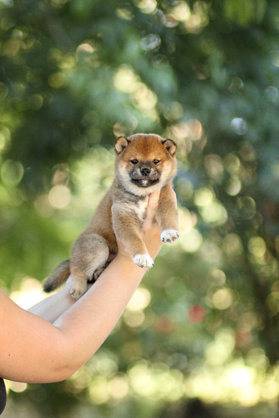 Go Gin No Tamashii - Chiots disponibles - Shiba