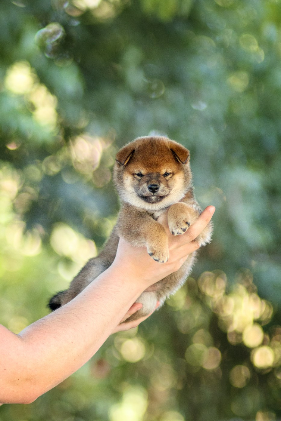 Go Gin No Tamashii - Chiots disponibles - Shiba
