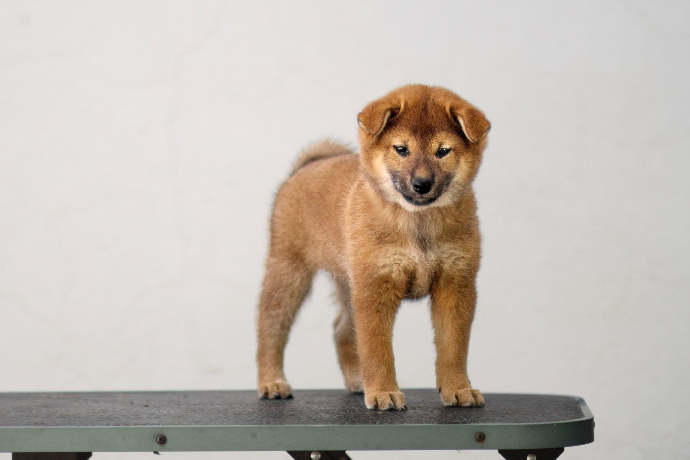 Go Gin No Tamashii - Chiots disponibles - Shiba