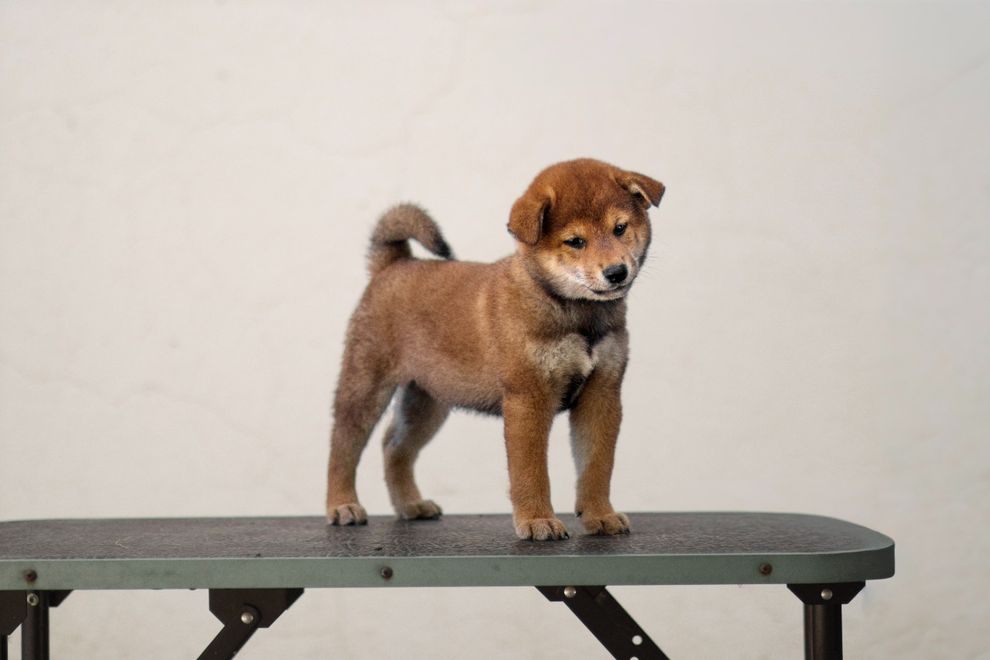 Go Gin No Tamashii - Chiots disponibles - Shiba