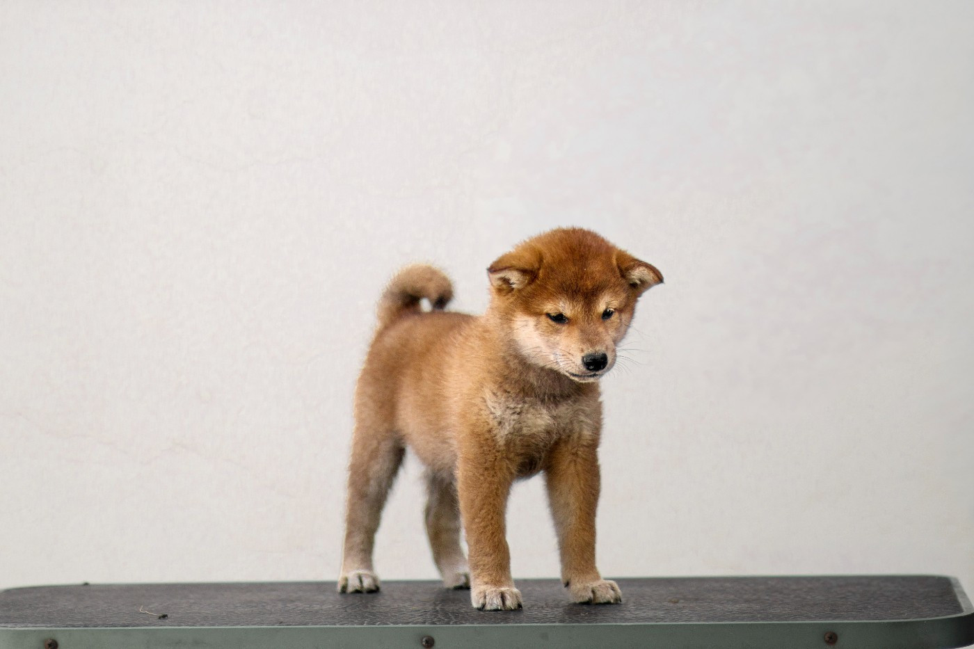 Go Gin No Tamashii - Chiots disponibles - Shiba