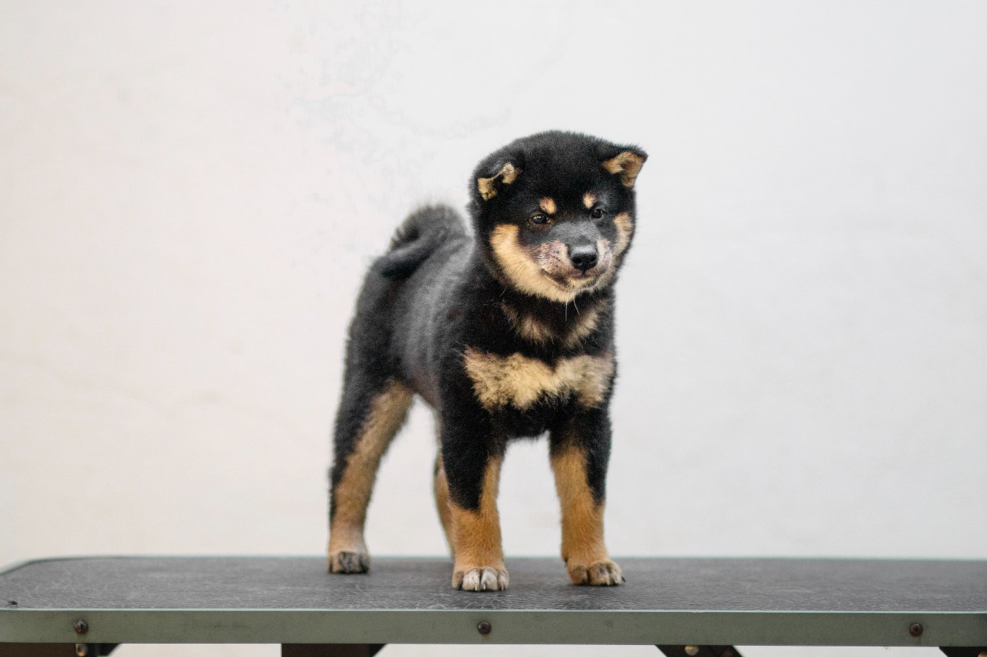 Go Gin No Tamashii - Chiots disponibles - Shiba