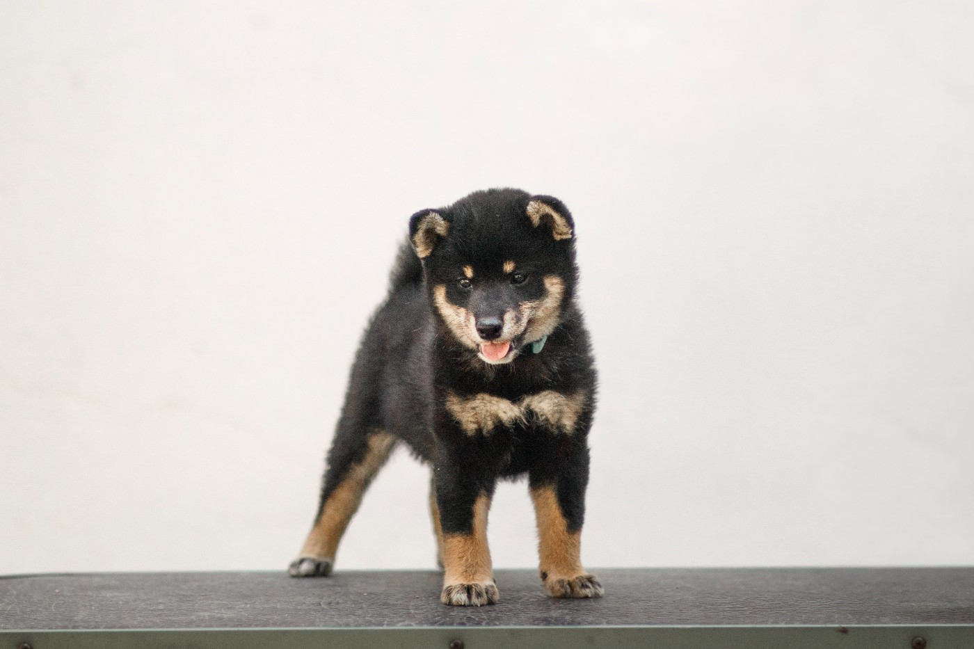 Go Gin No Tamashii - Chiots disponibles - Shiba