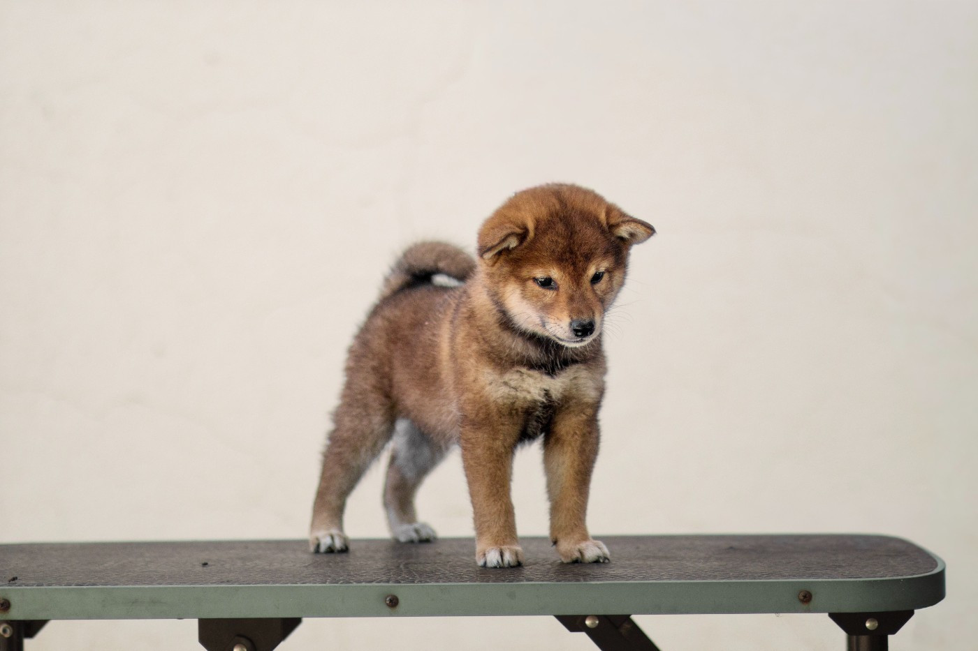 Go Gin No Tamashii - Chiots disponibles - Shiba