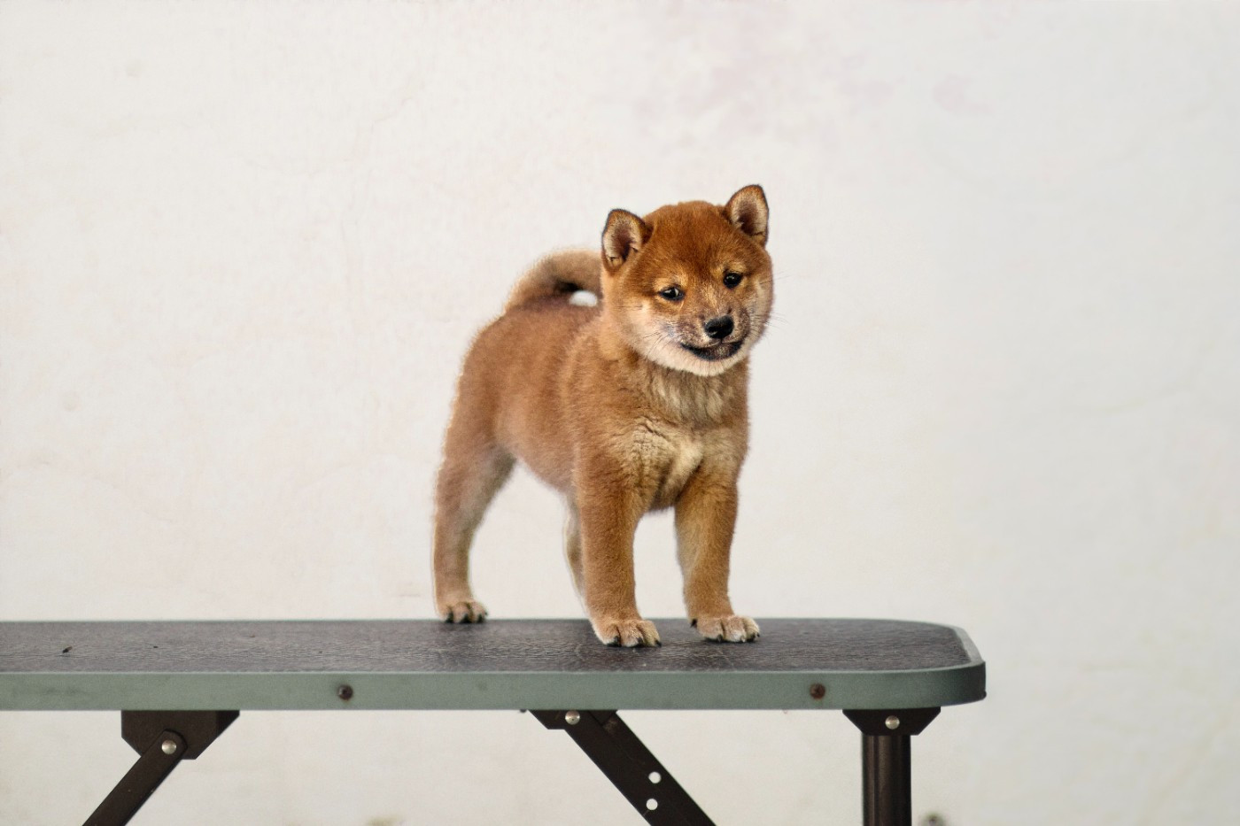 Go Gin No Tamashii - Chiots disponibles - Shiba