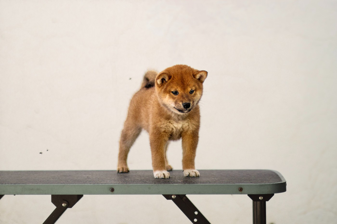 Go Gin No Tamashii - Chiots disponibles - Shiba