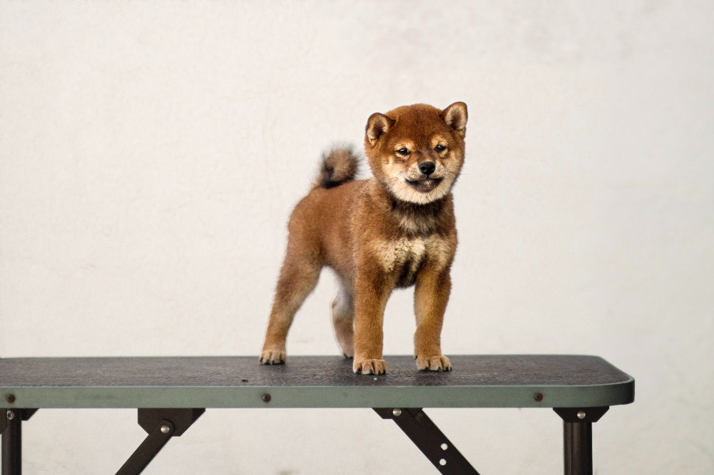 Go Gin No Tamashii - Chiots disponibles - Shiba