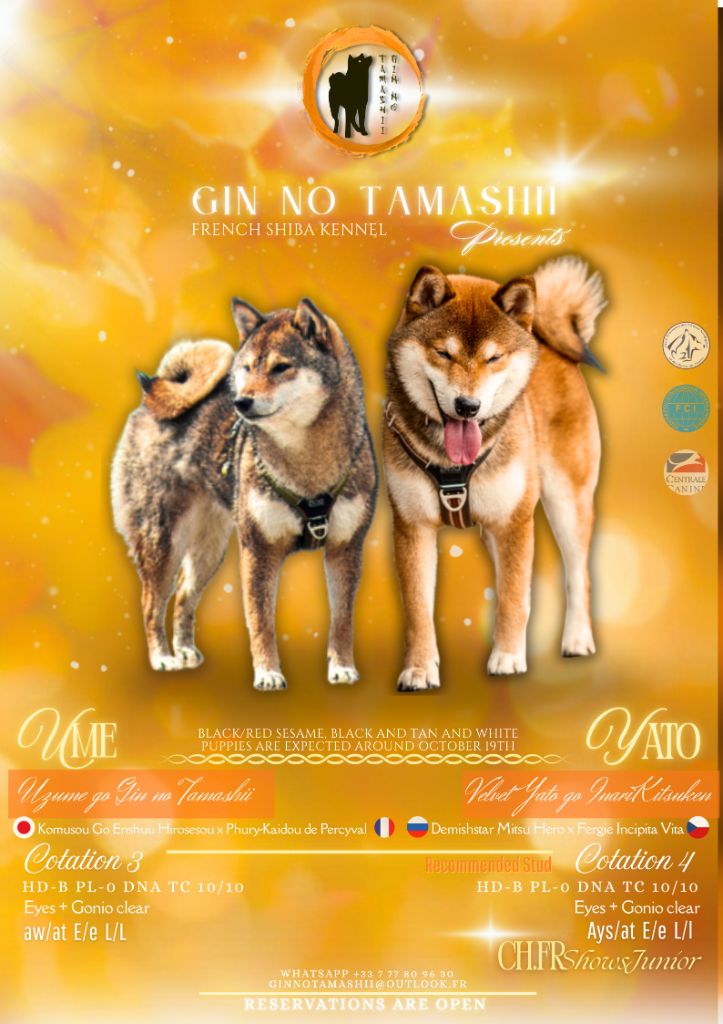 Go Gin No Tamashii - Shiba - Portée née le 20/10/2025