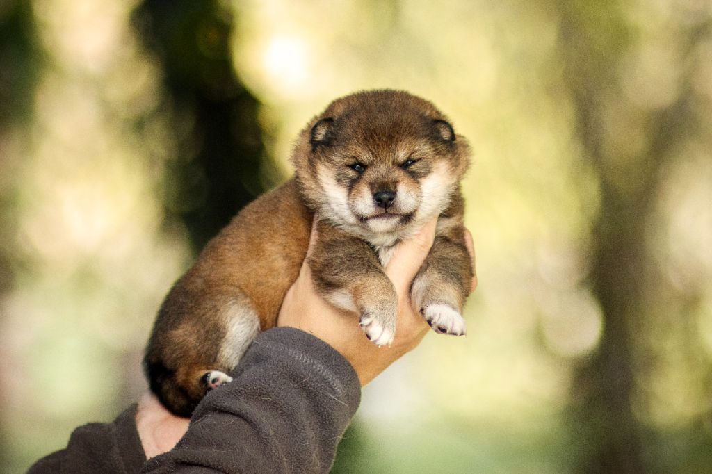 Go Gin No Tamashii - Chiots disponibles - Shiba