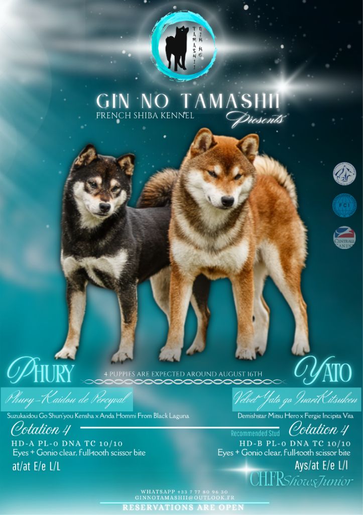 Chiot Shiba Go Gin No Tamashii