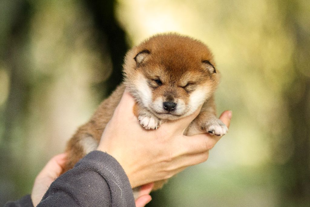 Go Gin No Tamashii - Chiots disponibles - Shiba