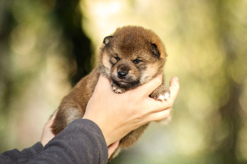 Go Gin No Tamashii - Chiots disponibles - Shiba